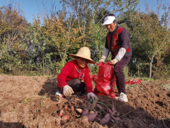 杨凌一案例荣登全省村落复兴典型案例榜