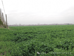 盛花期不农药湖北安徽相关部分已明白答