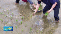 稻田里藏“软黄金”!阳春农人边插秧边